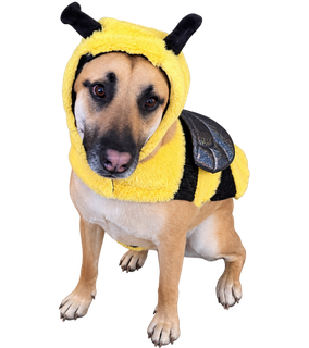 Lulu wearing her yellow bee costume